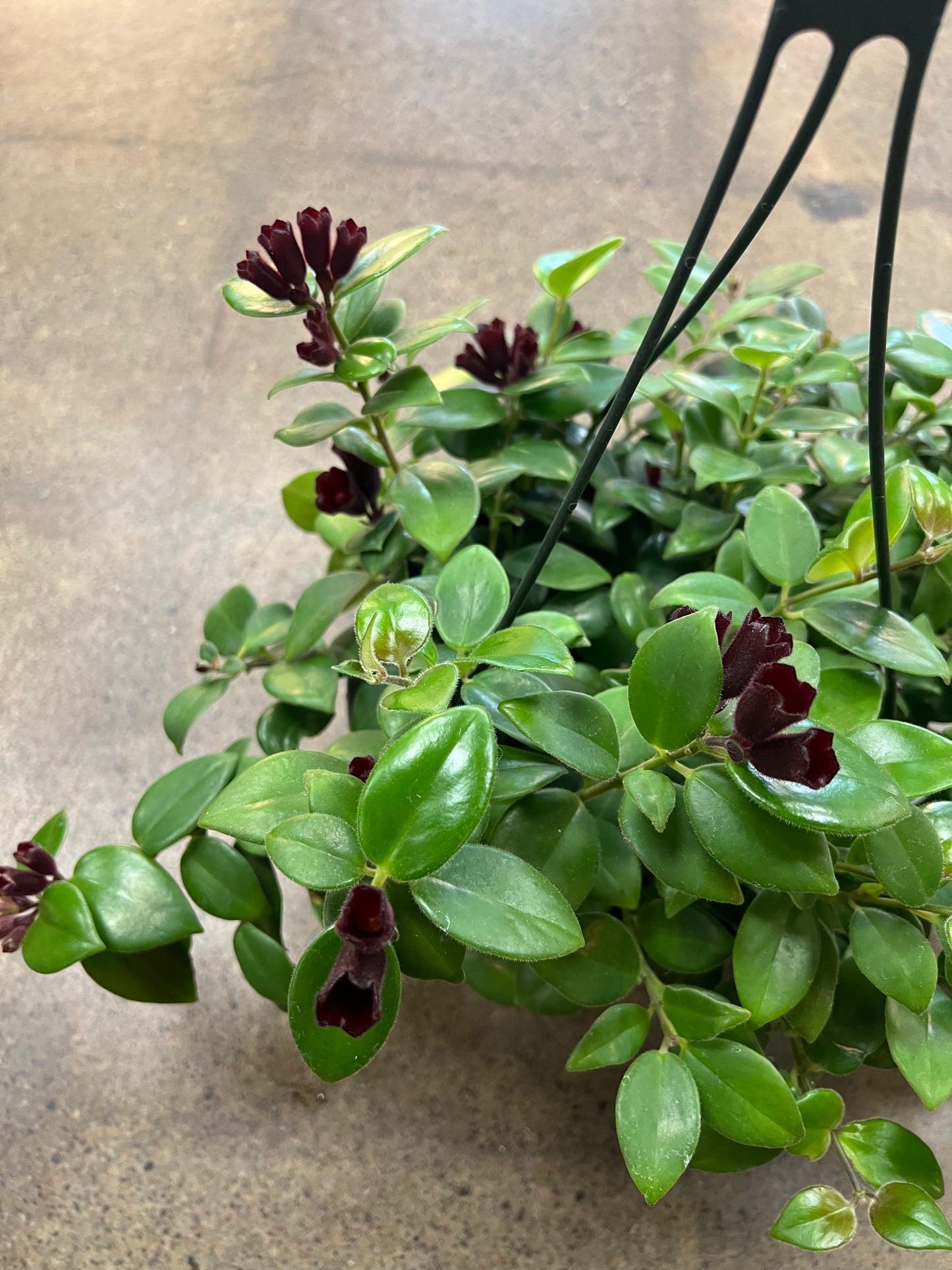 Aeschynanthus Mona Lisa