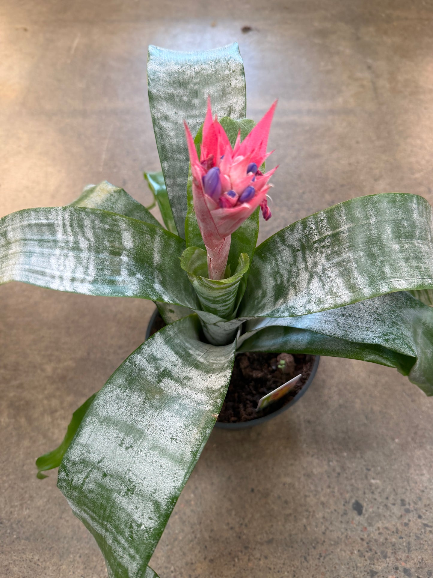 Bromélia Aechméa
