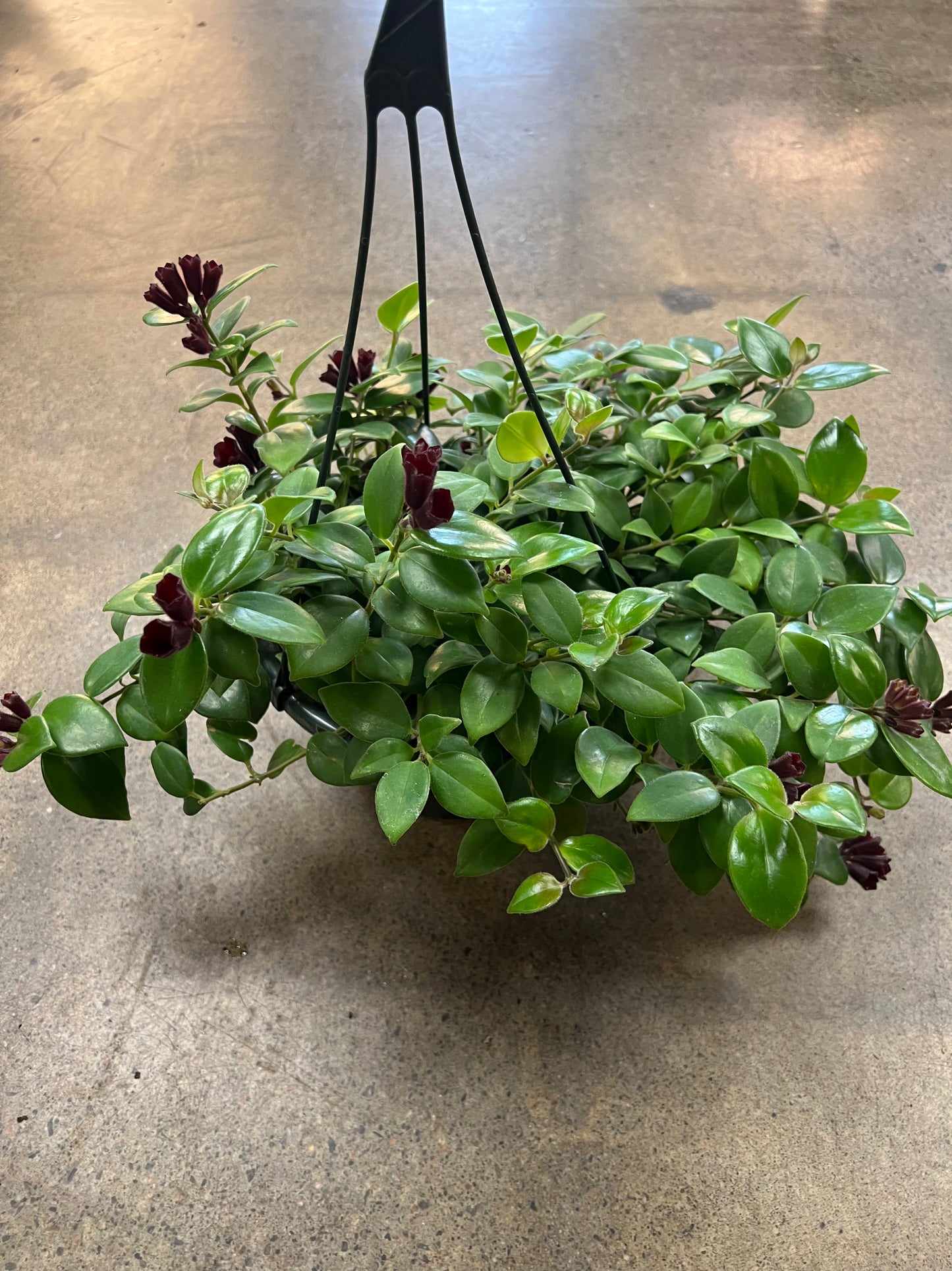 Aeschynanthus Mona Lisa