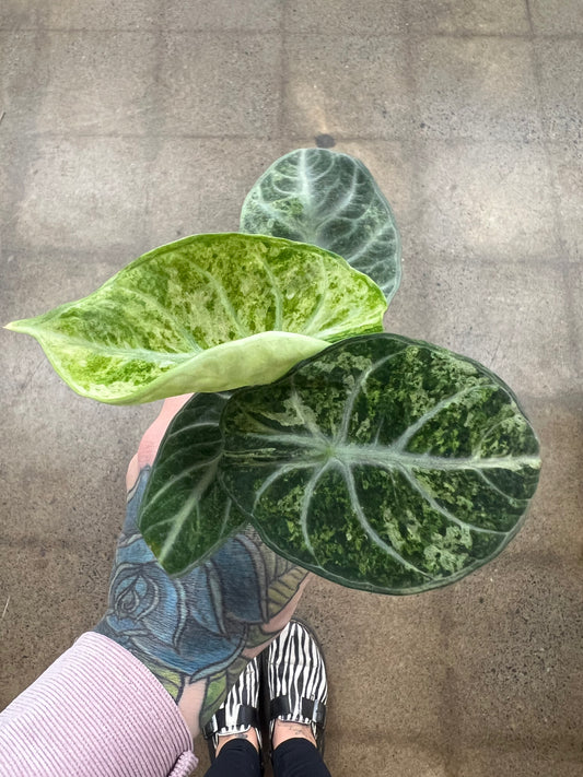 Alocasia Ninja Tricolor