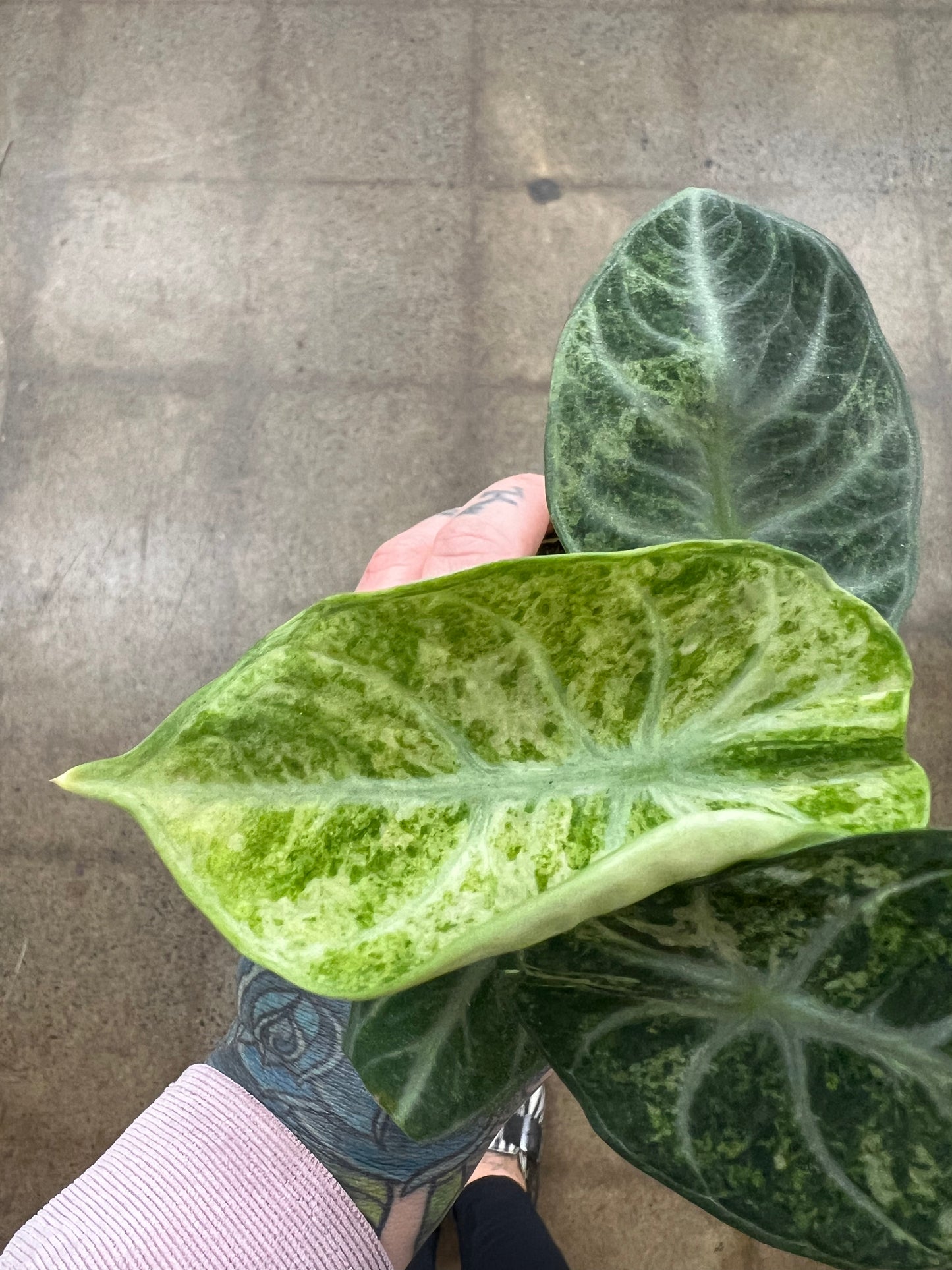 Alocasia Ninja Tricolor