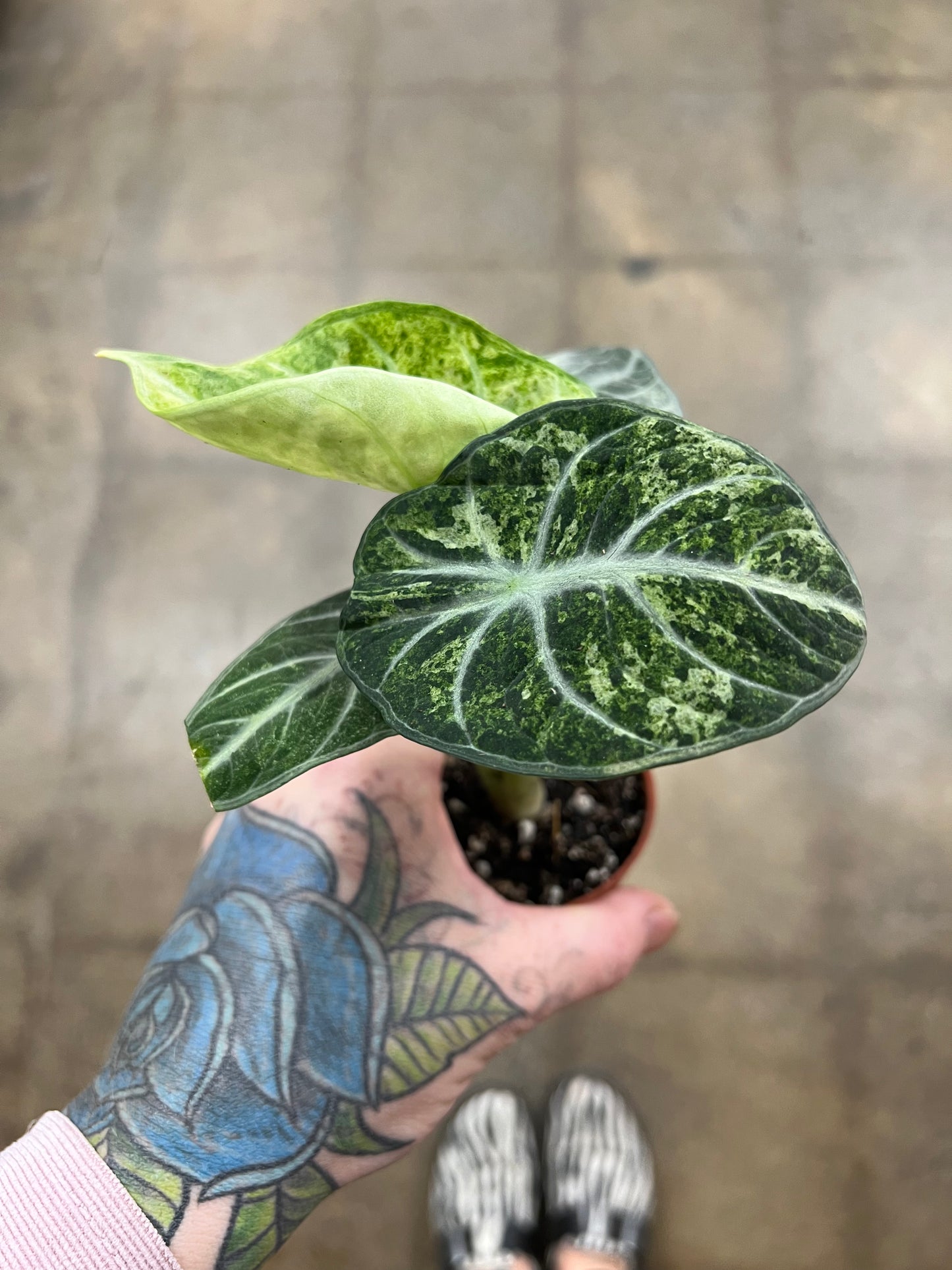 Alocasia Ninja Tricolor