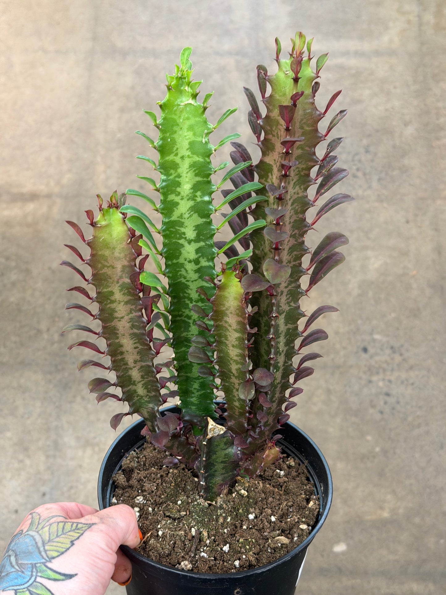 Euphorbia Trigona Rubra