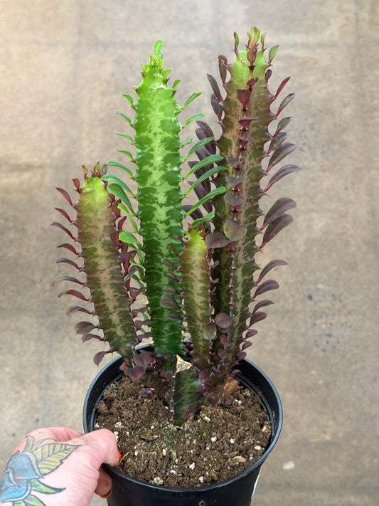 Euphorbia Trigona Rubra