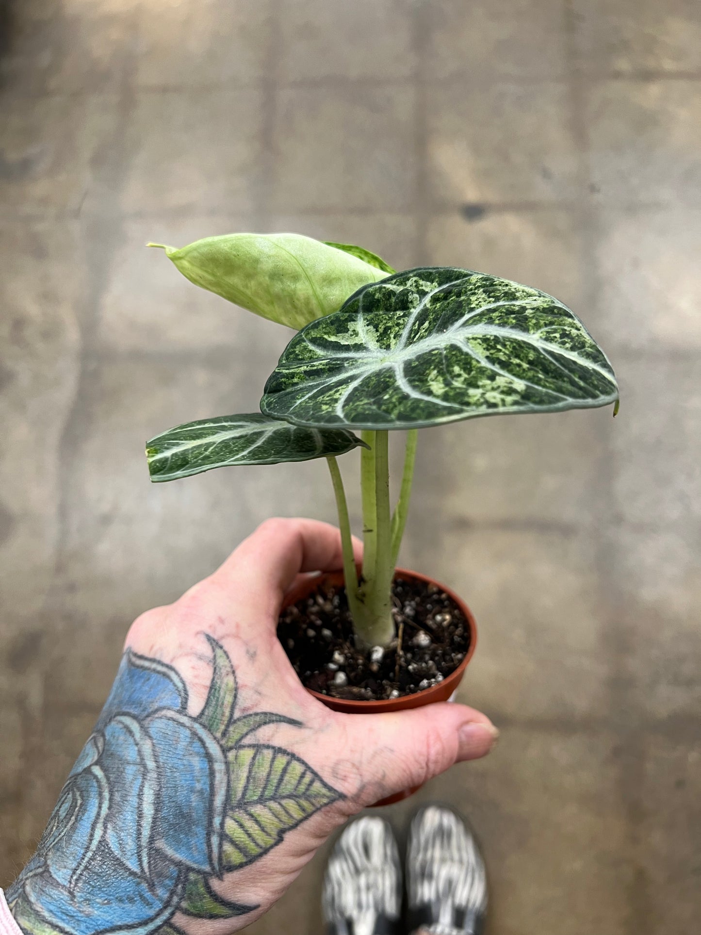 Alocasia Ninja Tricolor