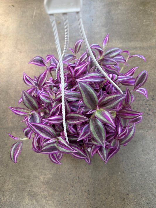 Tradescantia Pink Paradise