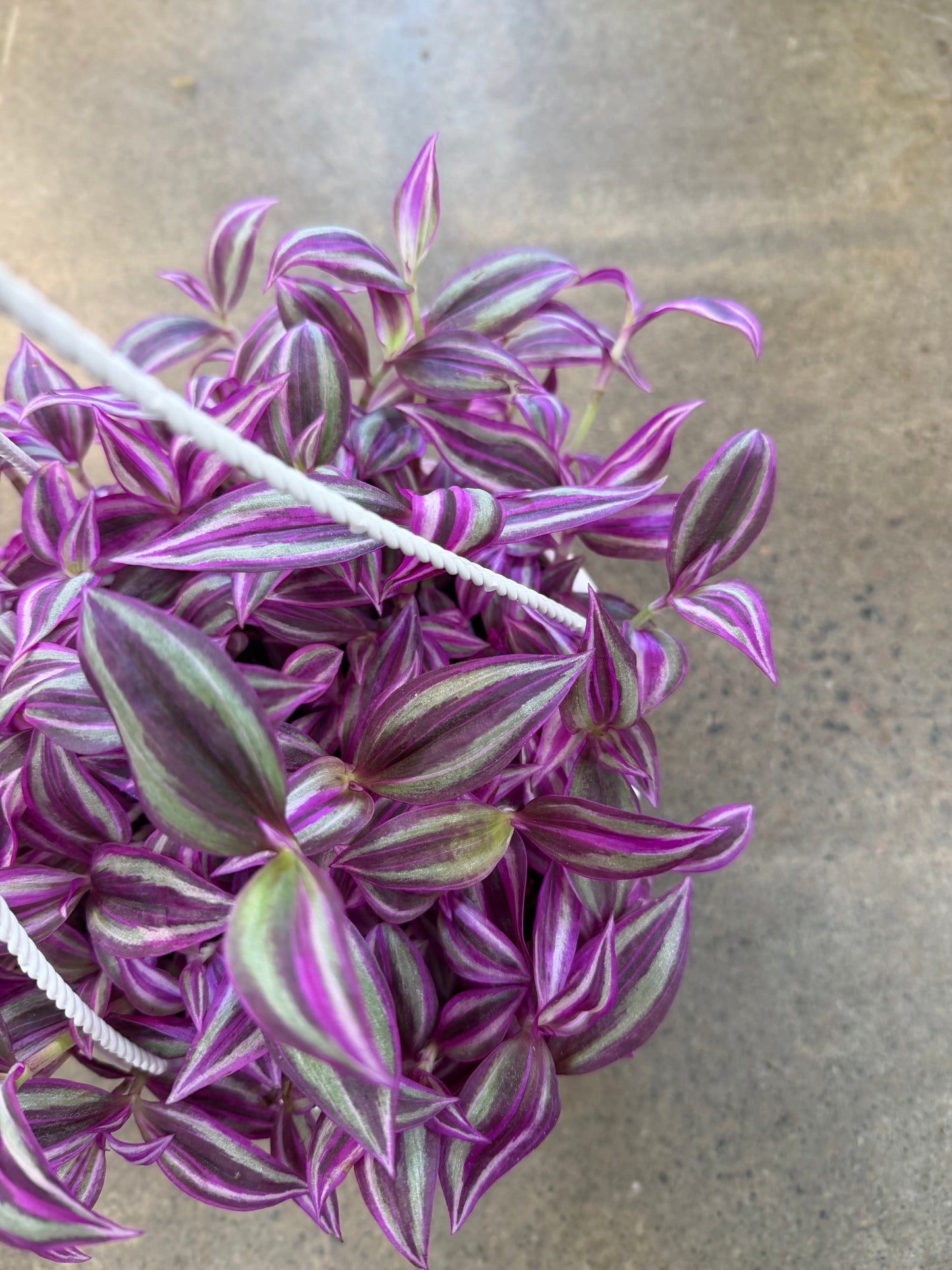 Tradescantia Pink Paradise