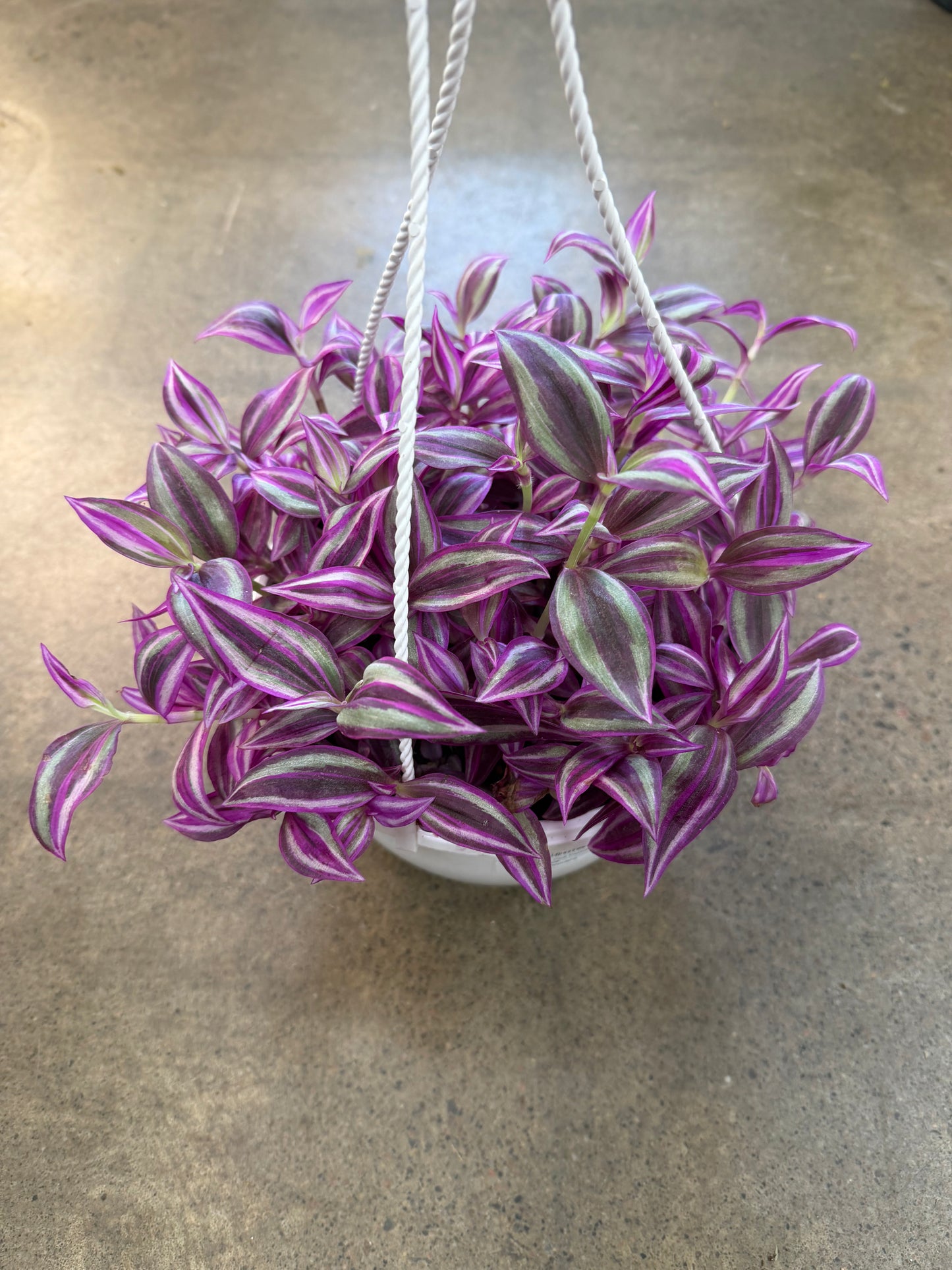 Tradescantia Pink Paradise