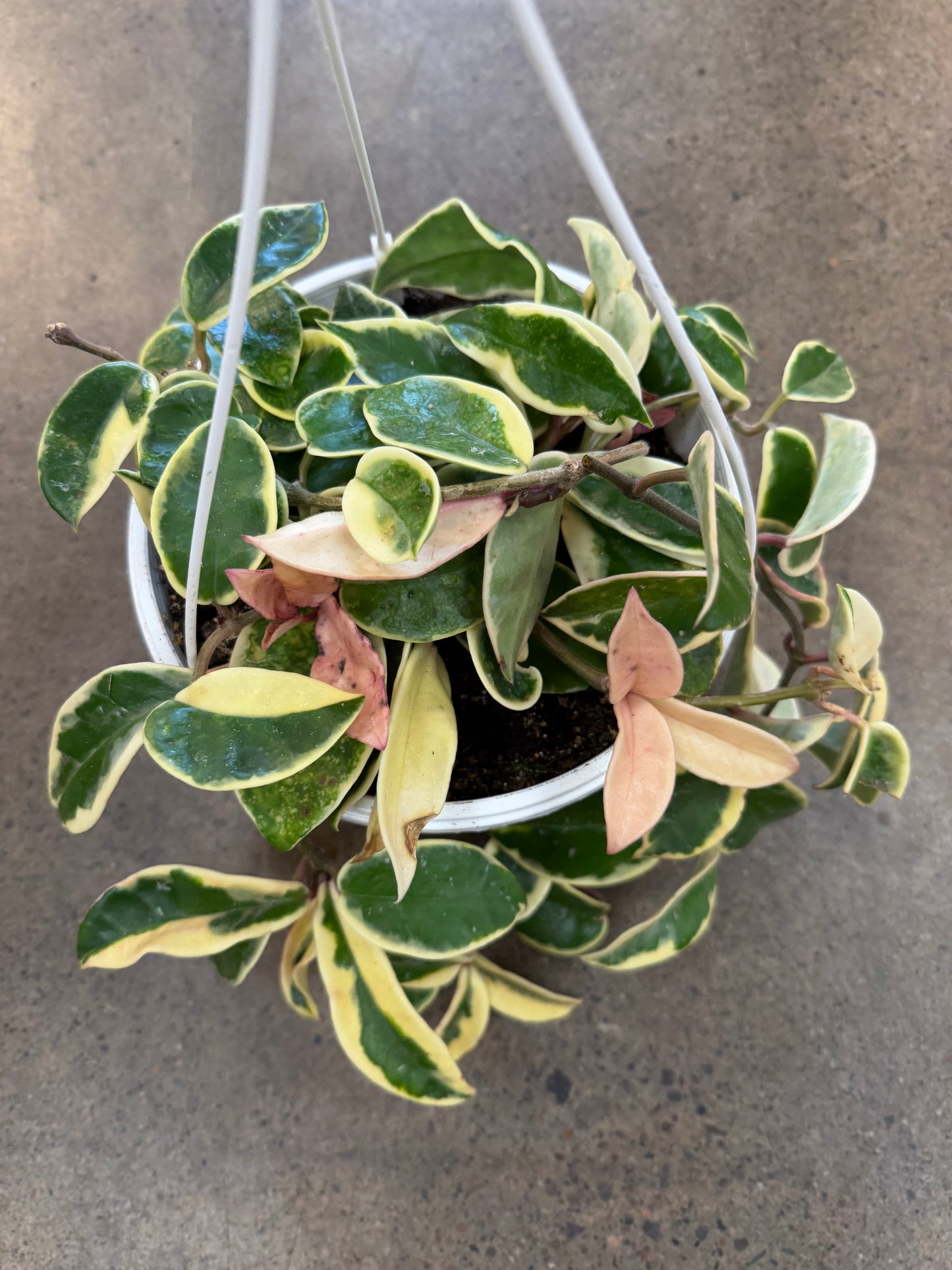 Hoya Krimson Queen