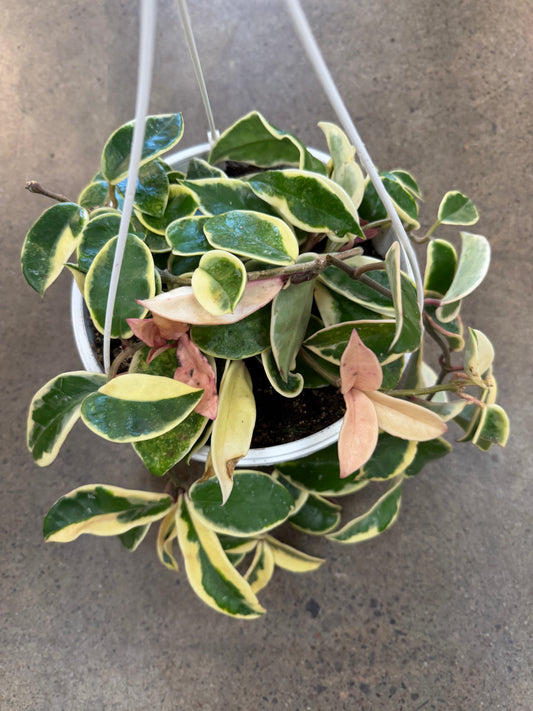 Hoya Krimson Queen