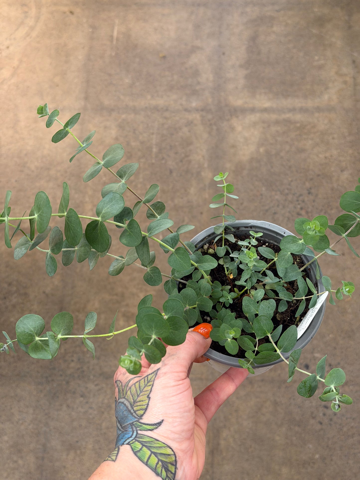 Eucalyptus Silver Dollar