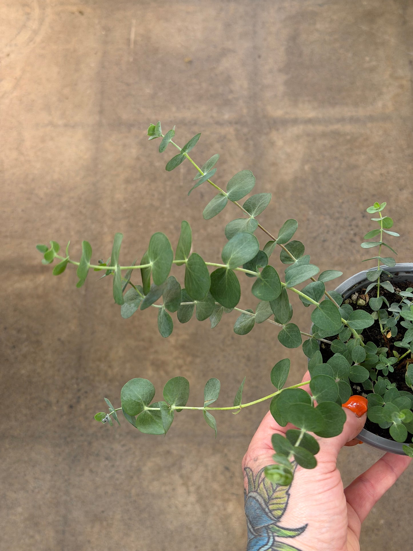 Eucalyptus Silver Dollar