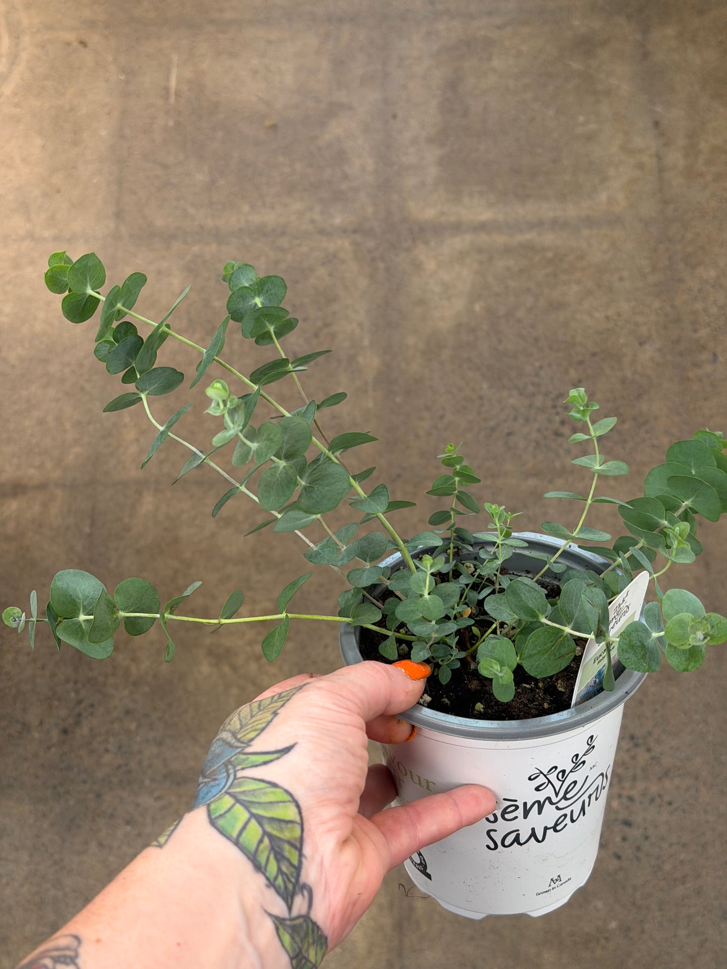 Eucalyptus Silver Dollar