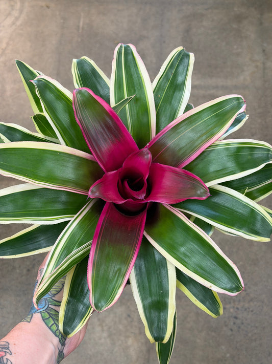 Bromelia Neoregelia Wolfgang