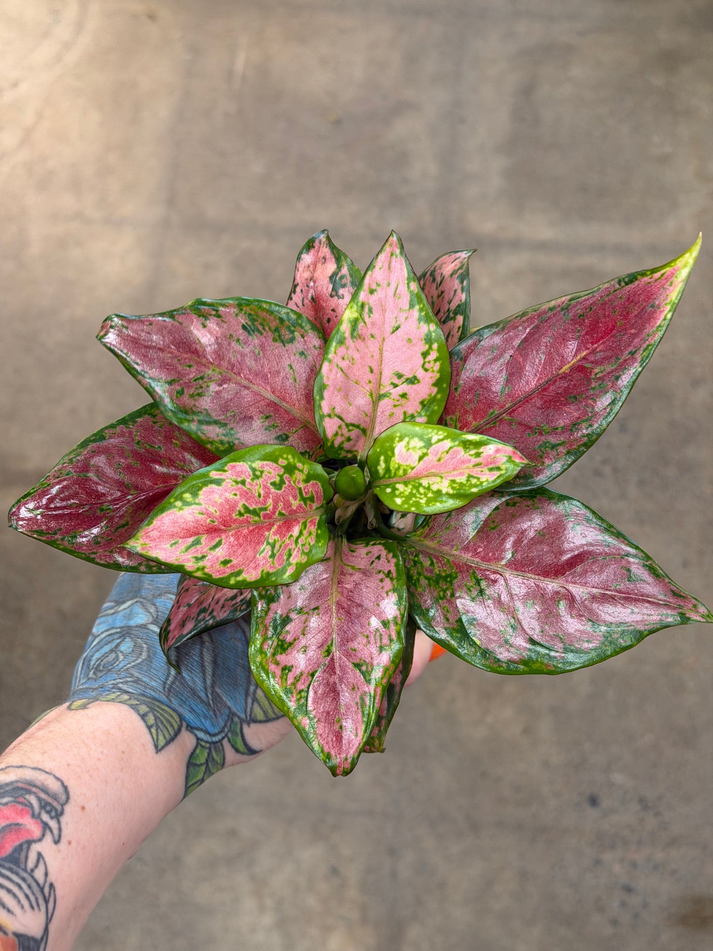 Aglaonema Black Maroon