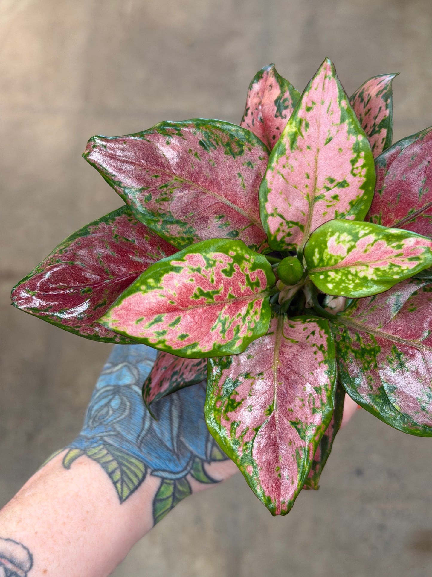 Aglaonema Black Maroon