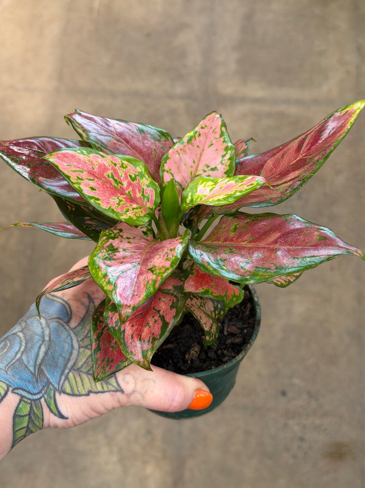 Aglaonema Black Maroon