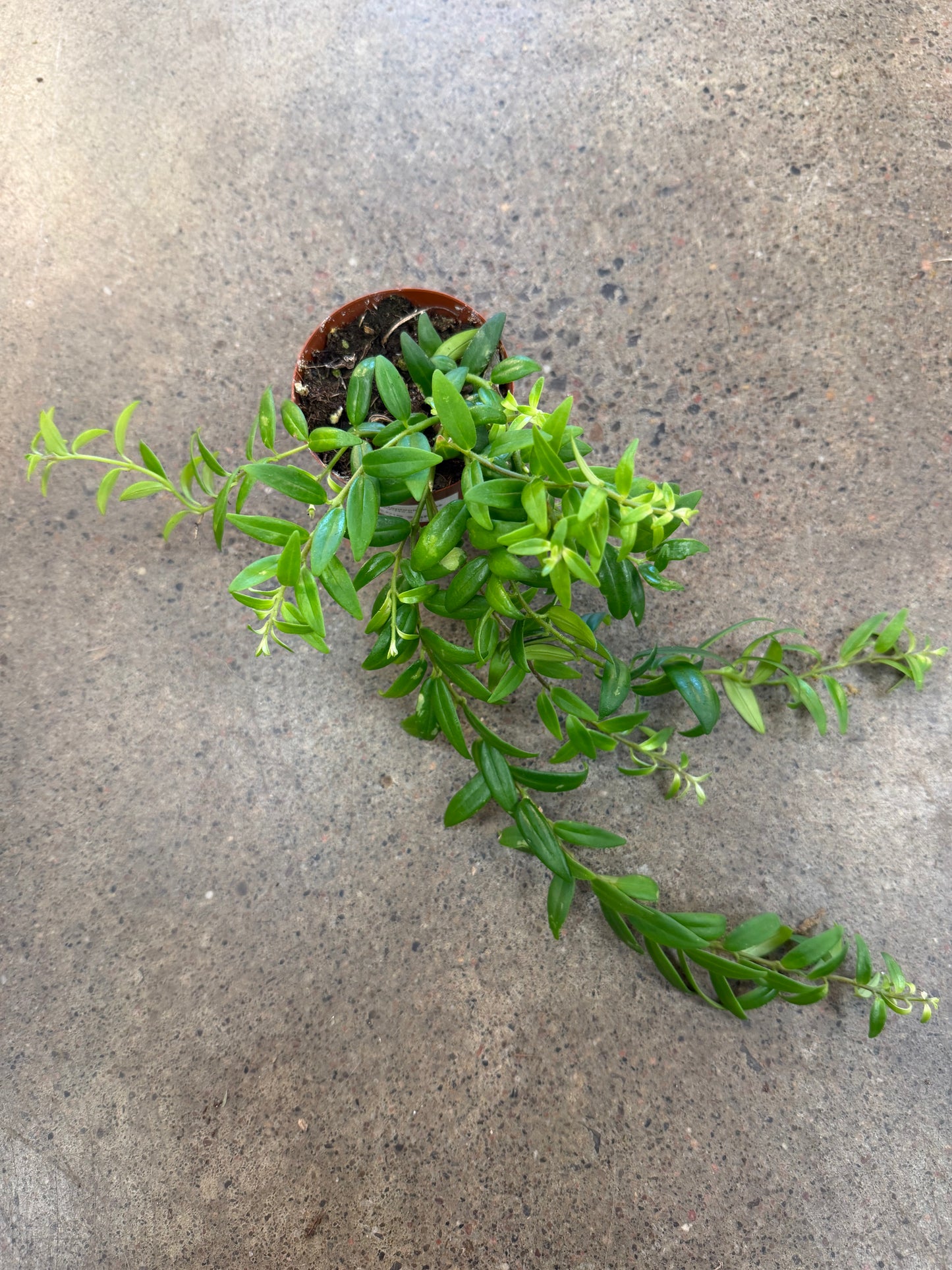 Aeschynanthus Japhrolepis
