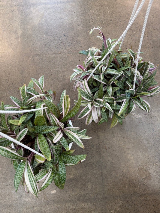Ledebouria Socialis