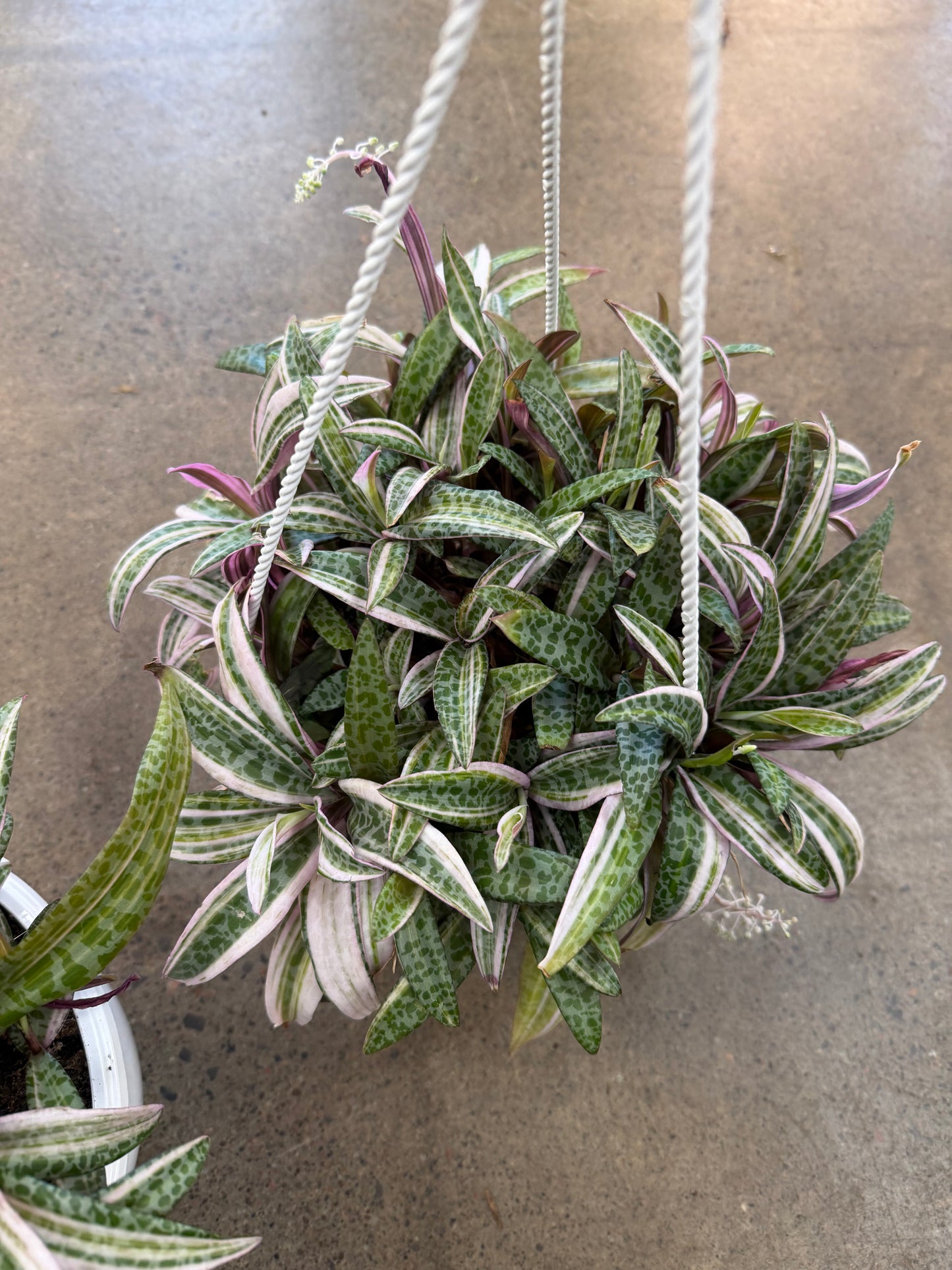 Ledebouria Socialis