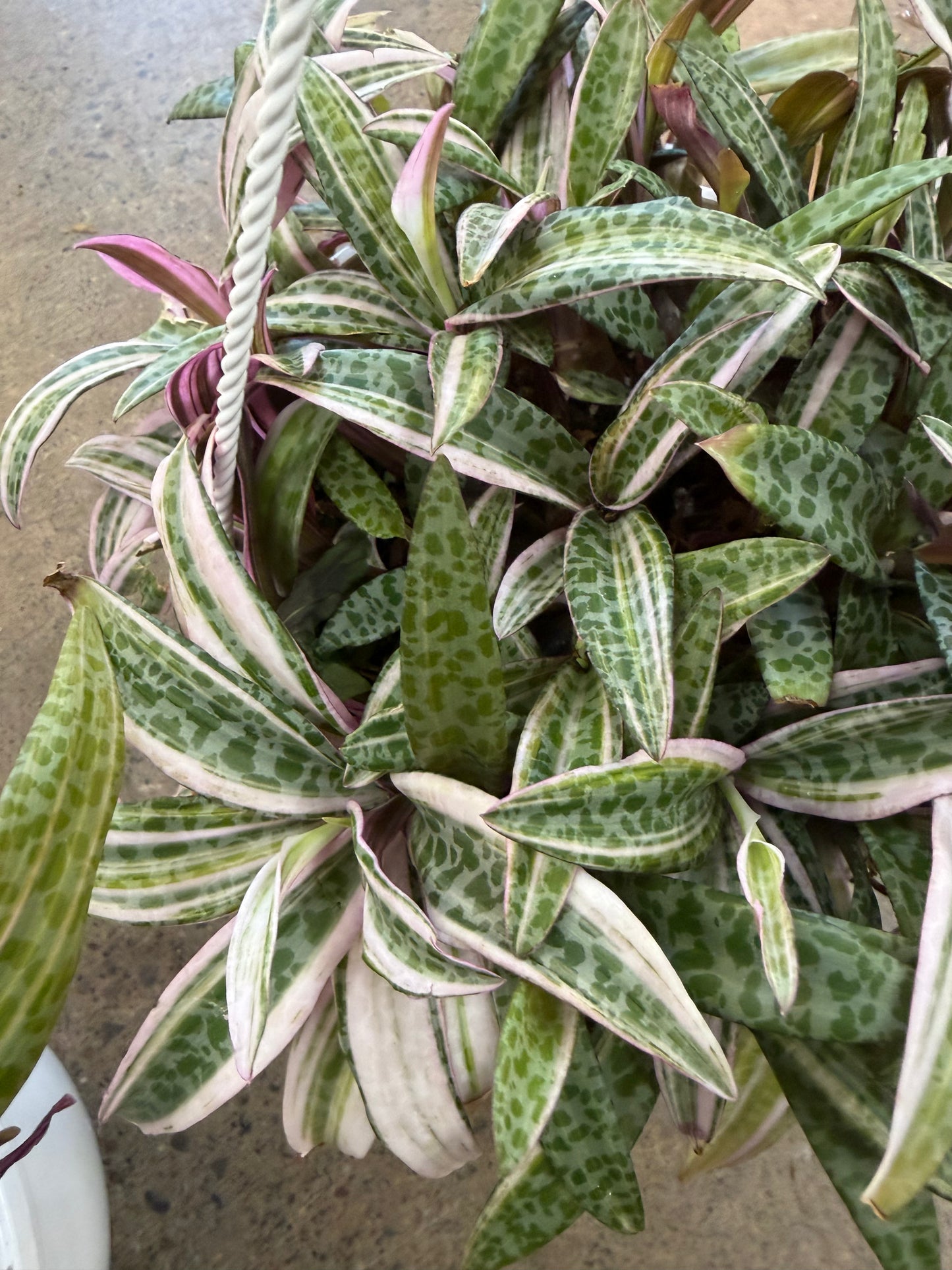 Ledebouria Socialis