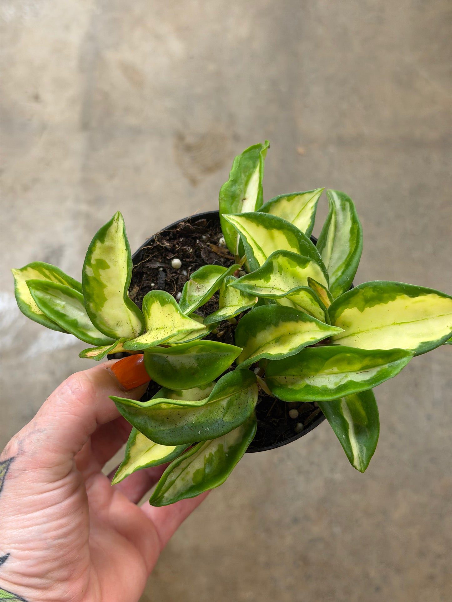 Hoya Carnosa Tricolor