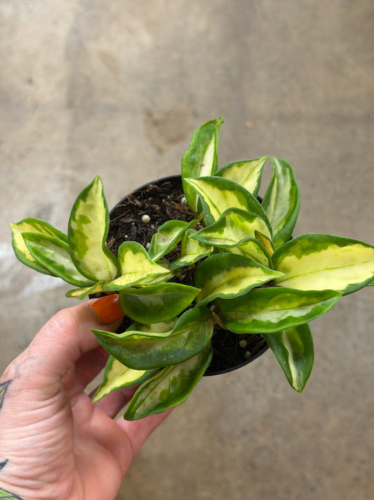 Hoya Carnosa Tricolor