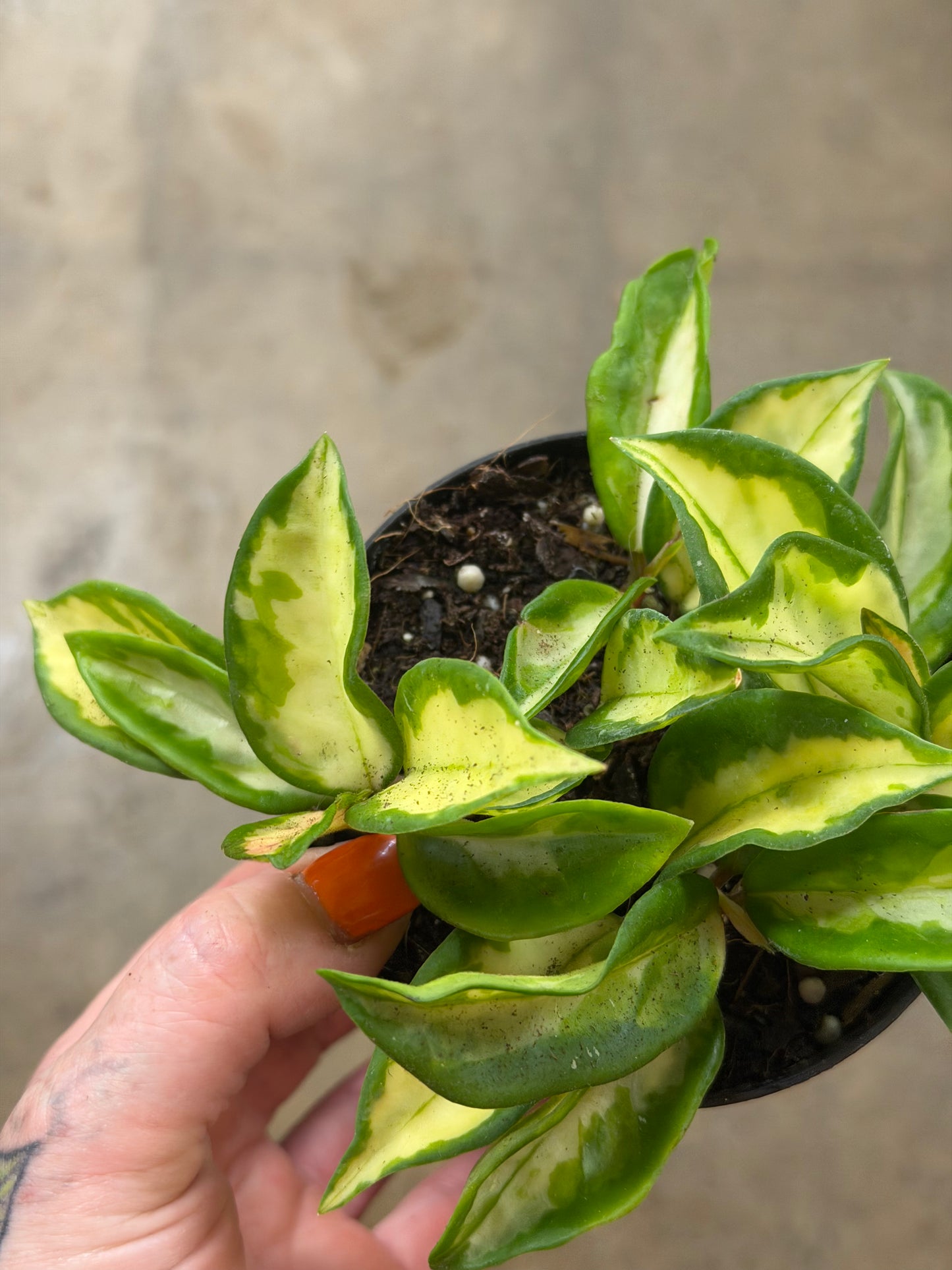 Hoya Carnosa Tricolor