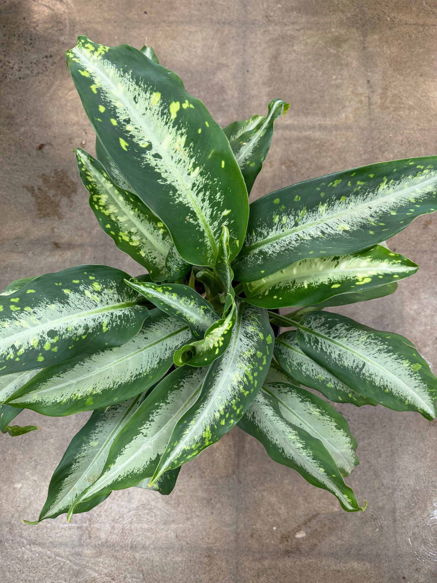 Dieffenbachia Panther