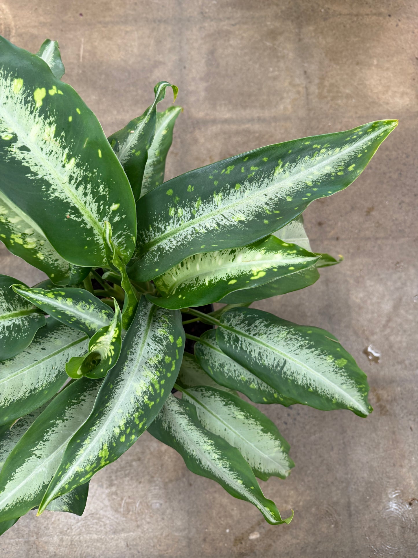 Dieffenbachia Panther