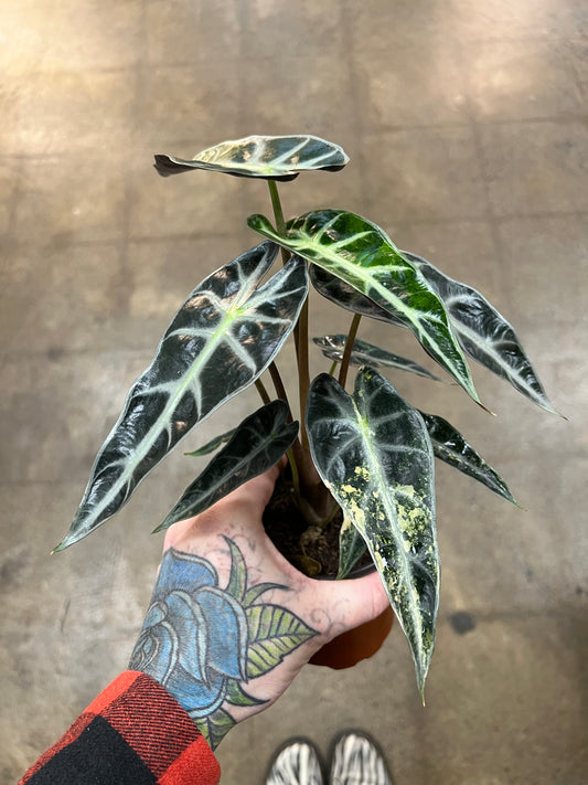 Alocasia Bambino Aurea