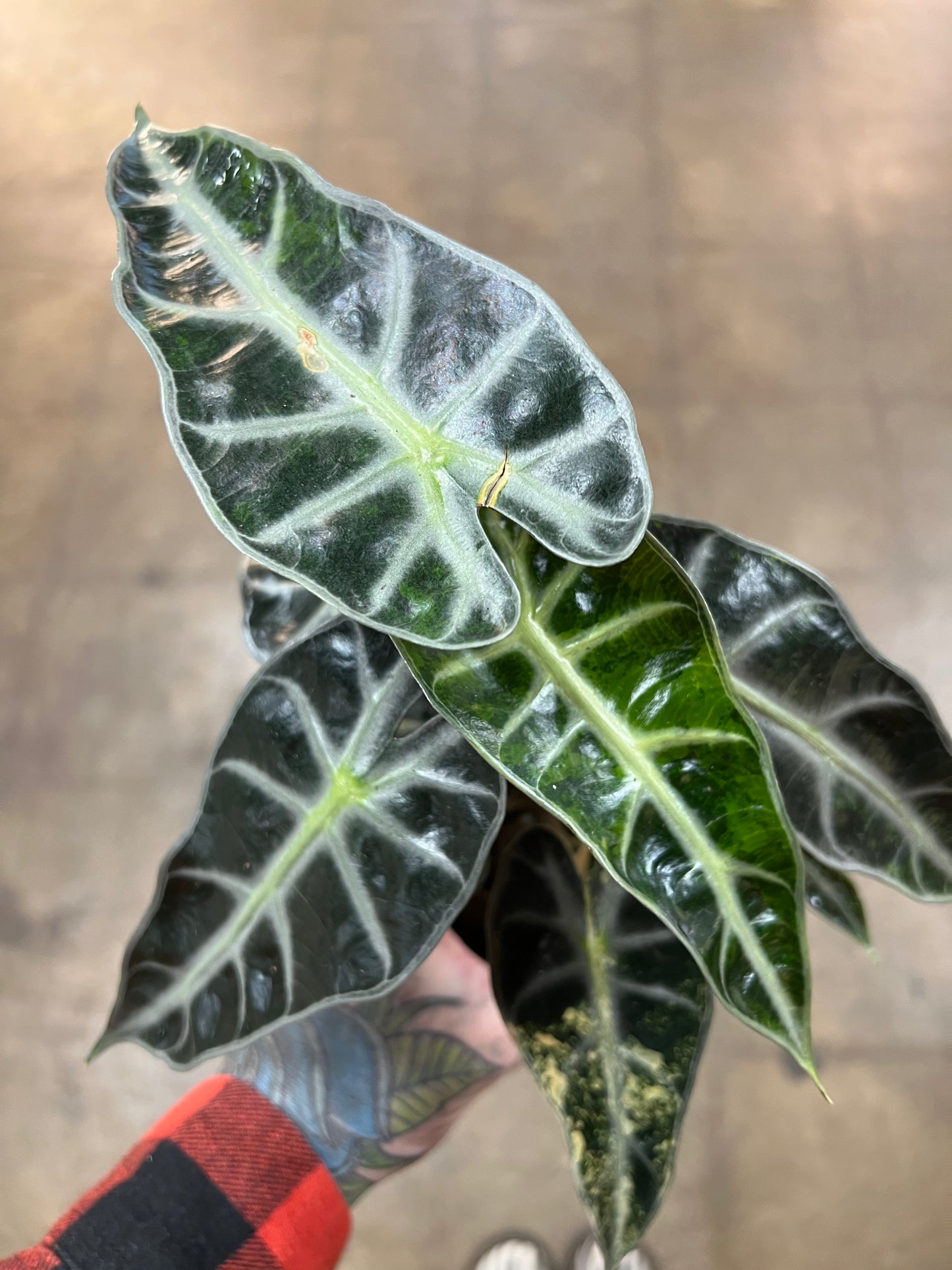 Alocasia Bambino Aurea