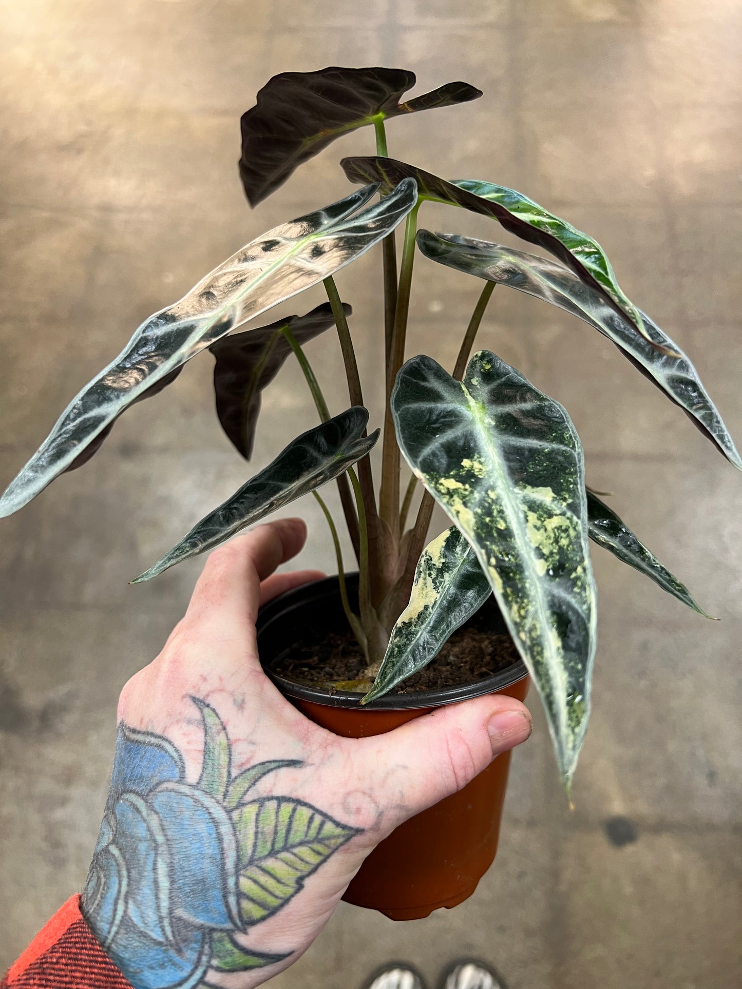 Alocasia Bambino Aurea