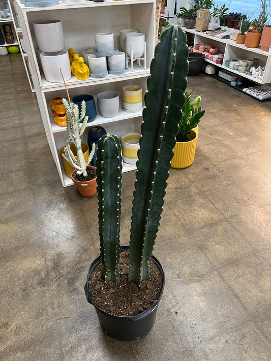 Cereus Jamacaru