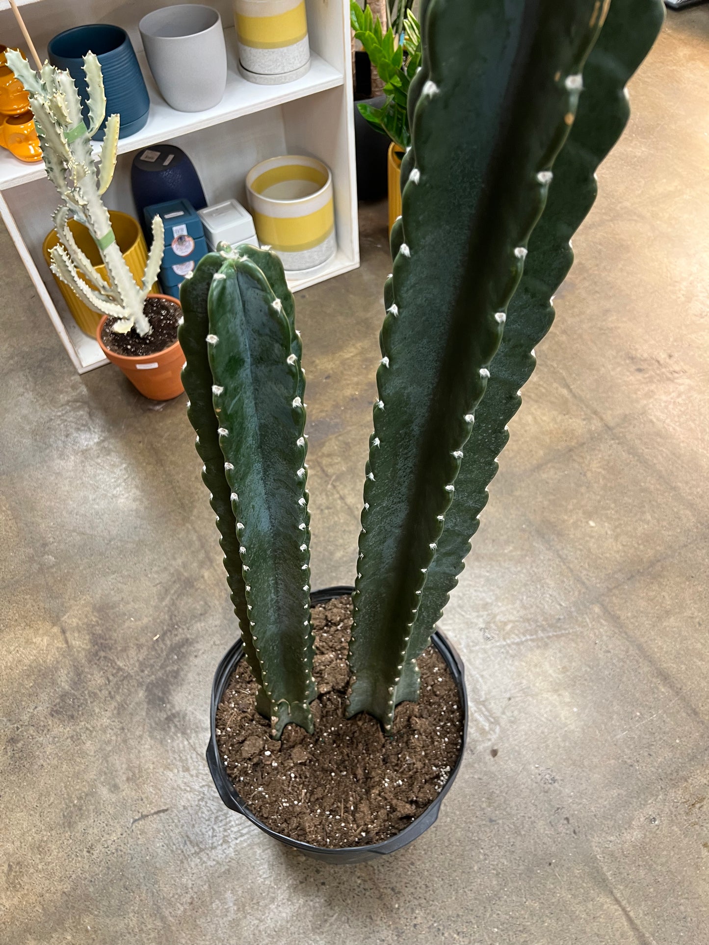Cereus Jamacaru