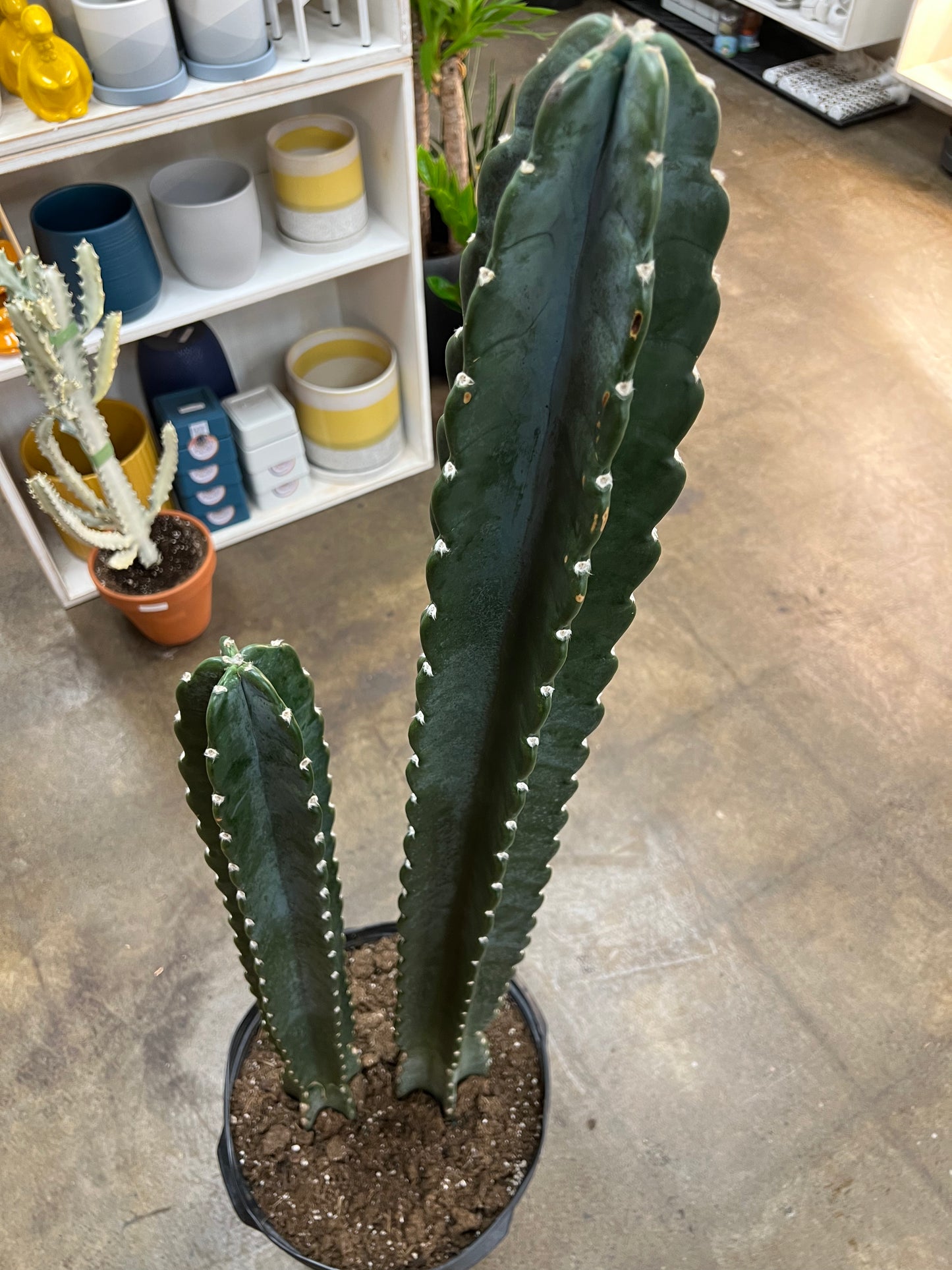 Cereus Jamacaru