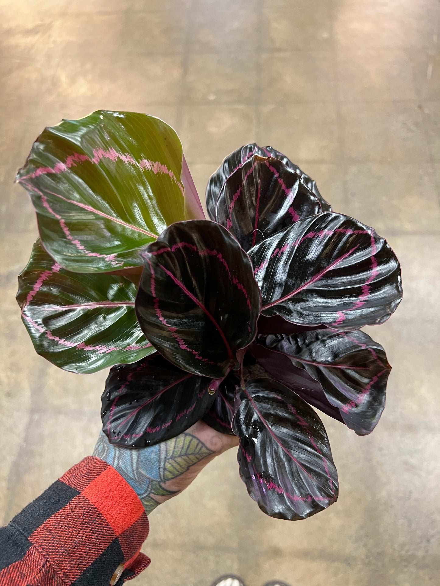 Calathea Pink Asst.