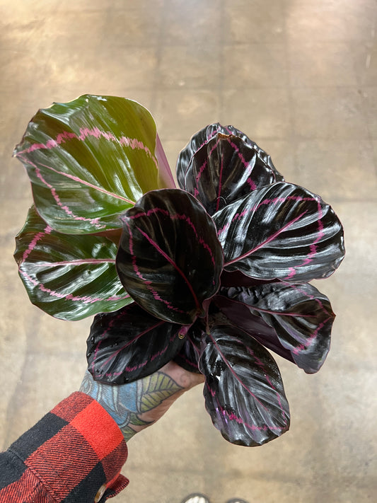 Calathea Pink Asst.