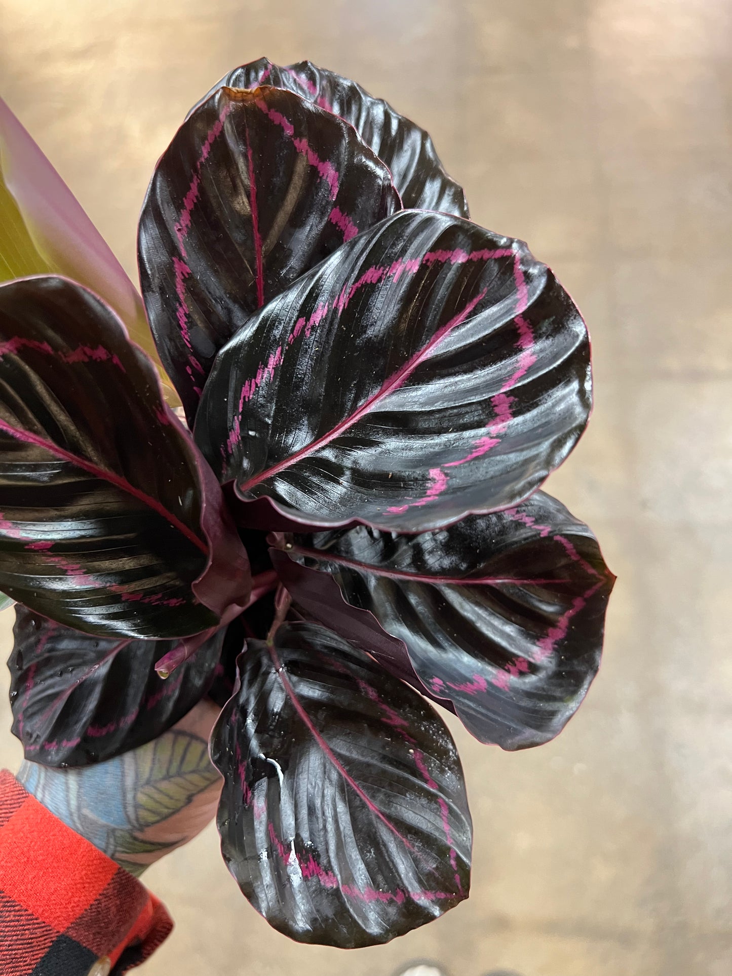 Calathea Pink Asst.