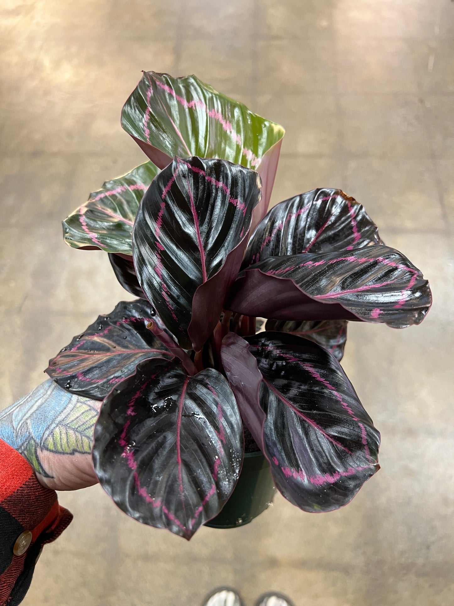 Calathea Pink Asst.