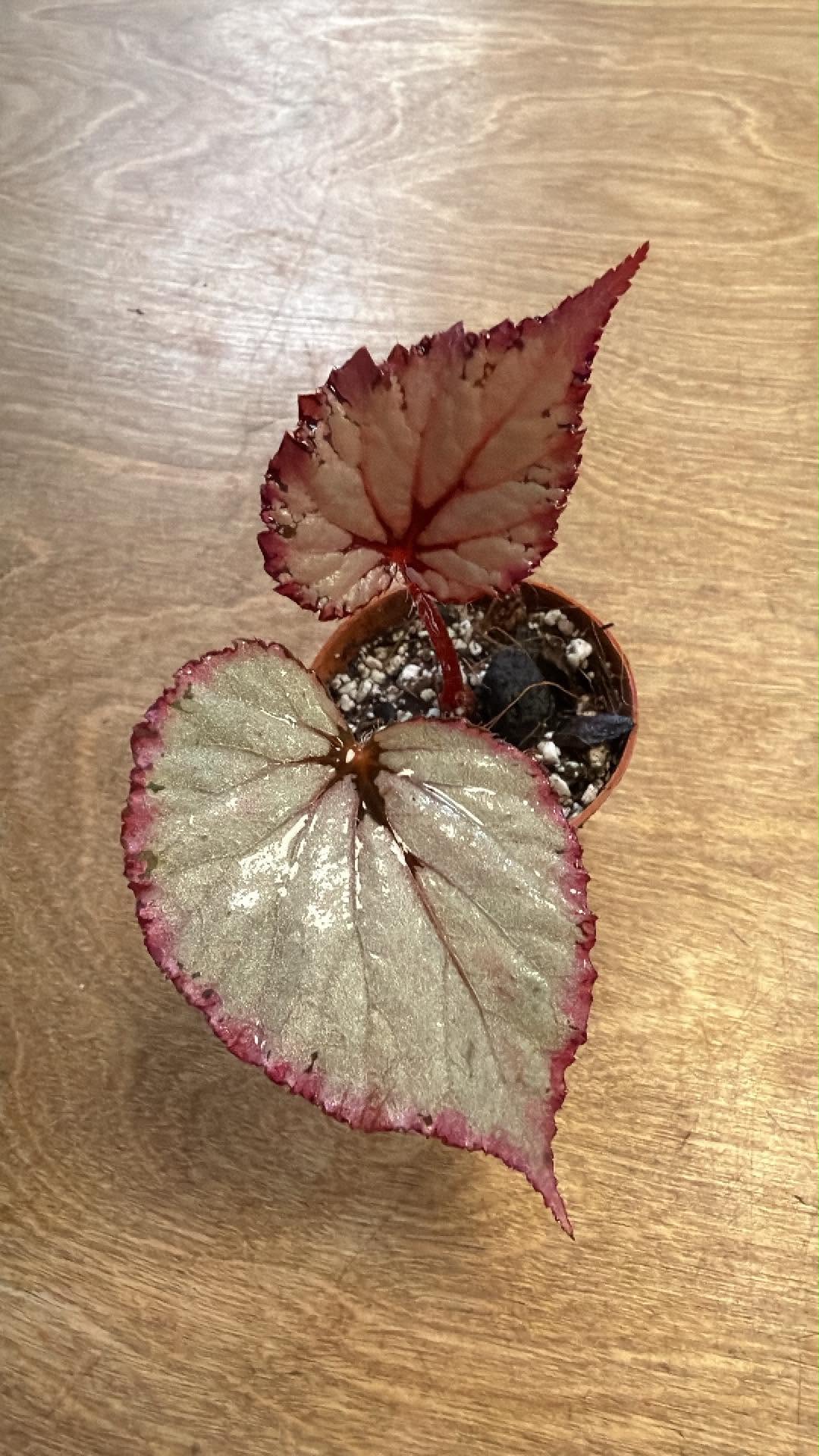 Bégonia DS February