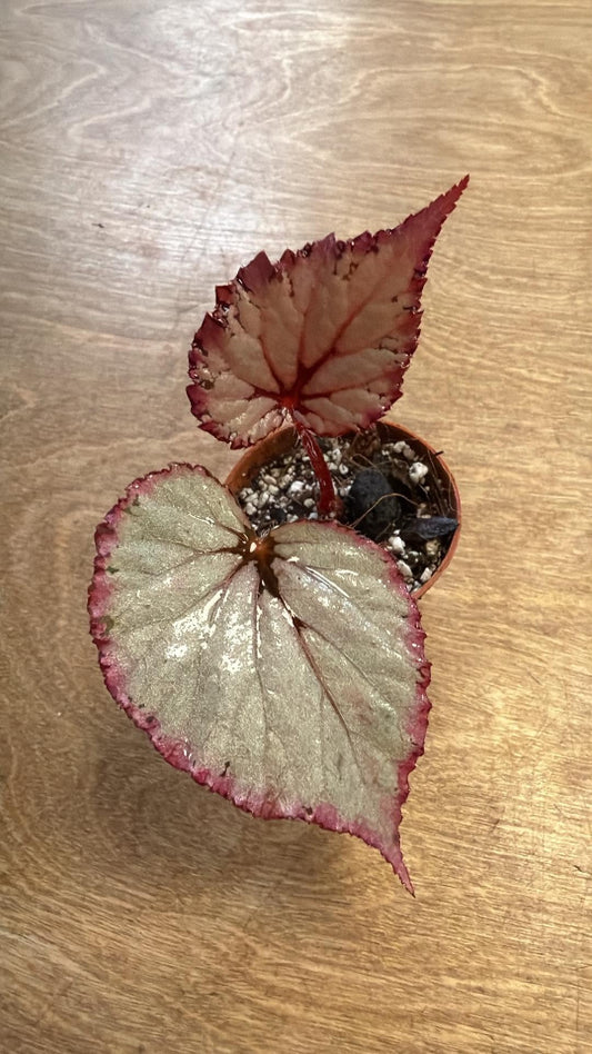 Bégonia DS February