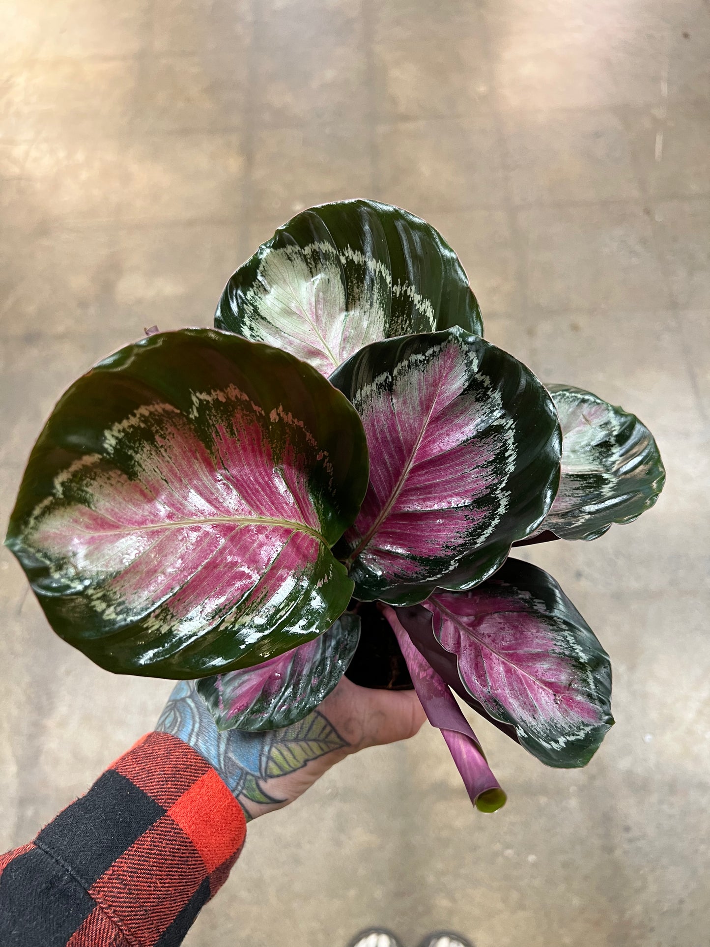 Calathea Pink Asst.