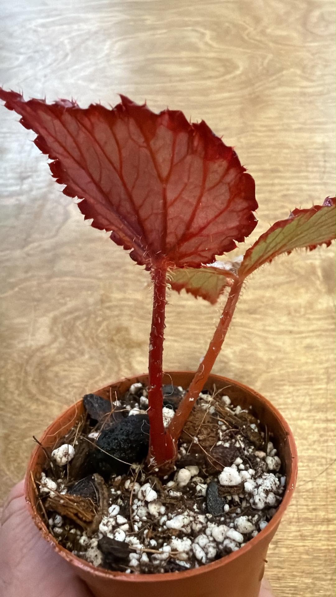 Bégonia DS February