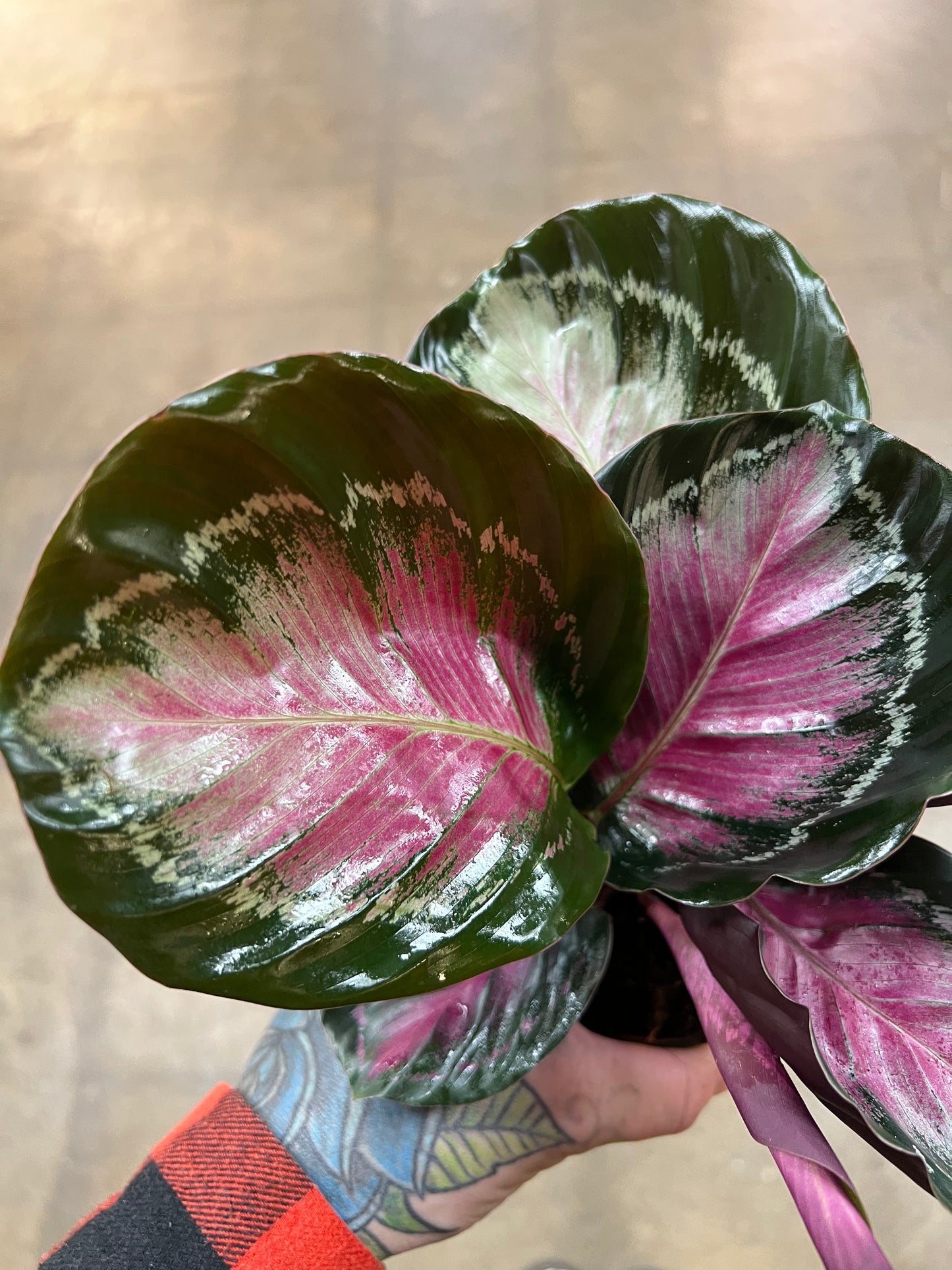 Calathea Pink Asst.