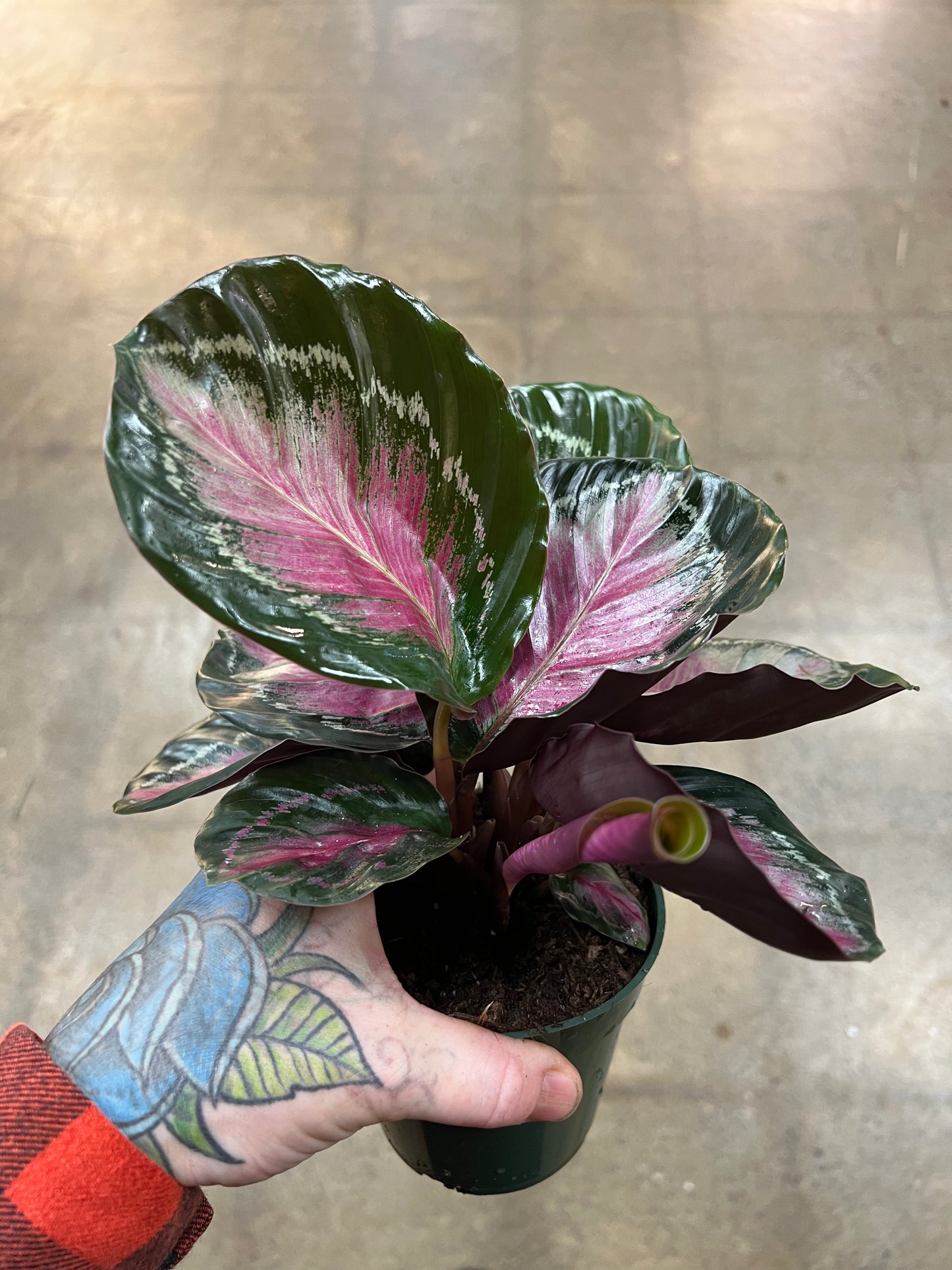 Calathea Pink Asst.