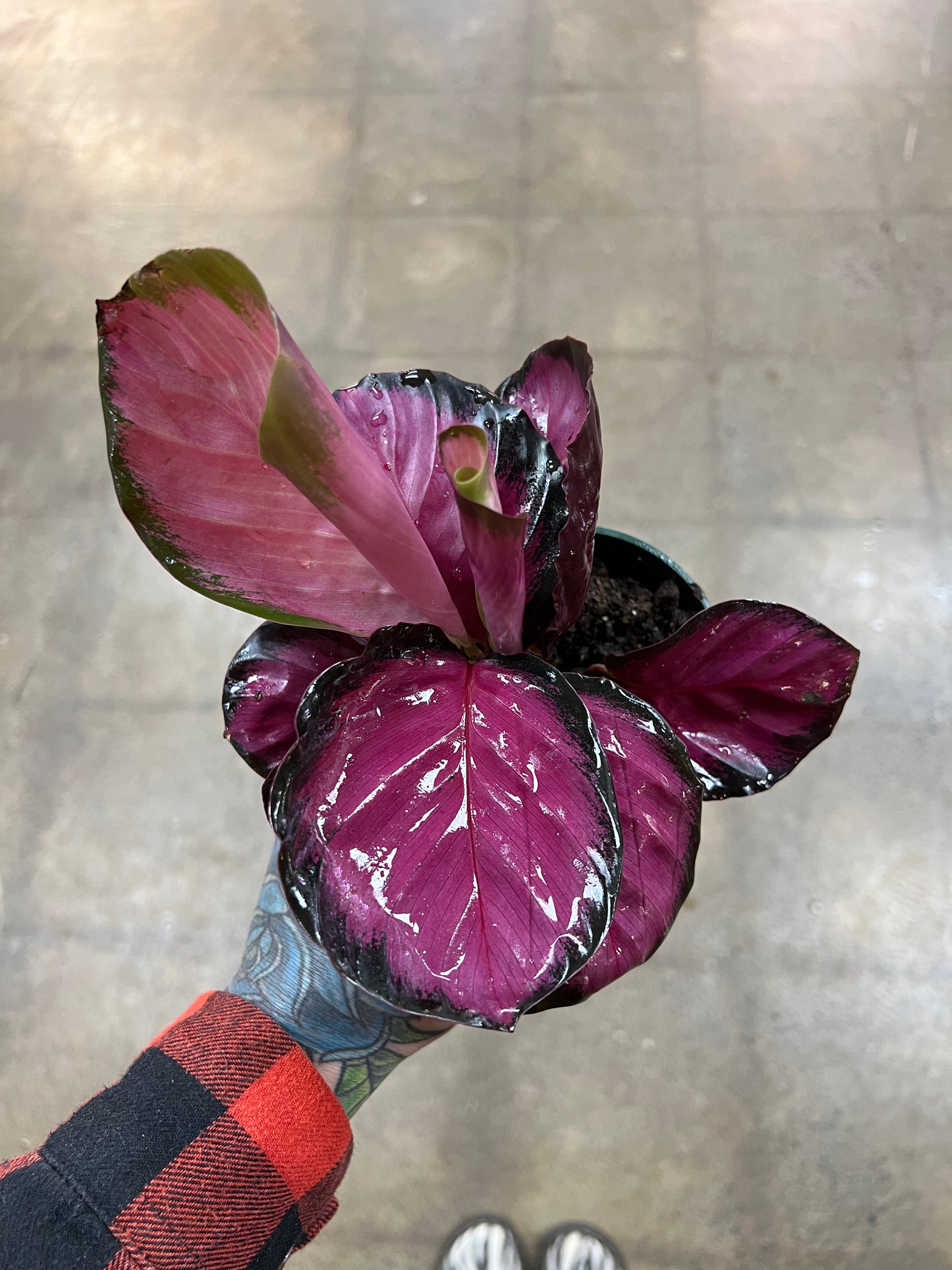 Calathea Pink Asst.