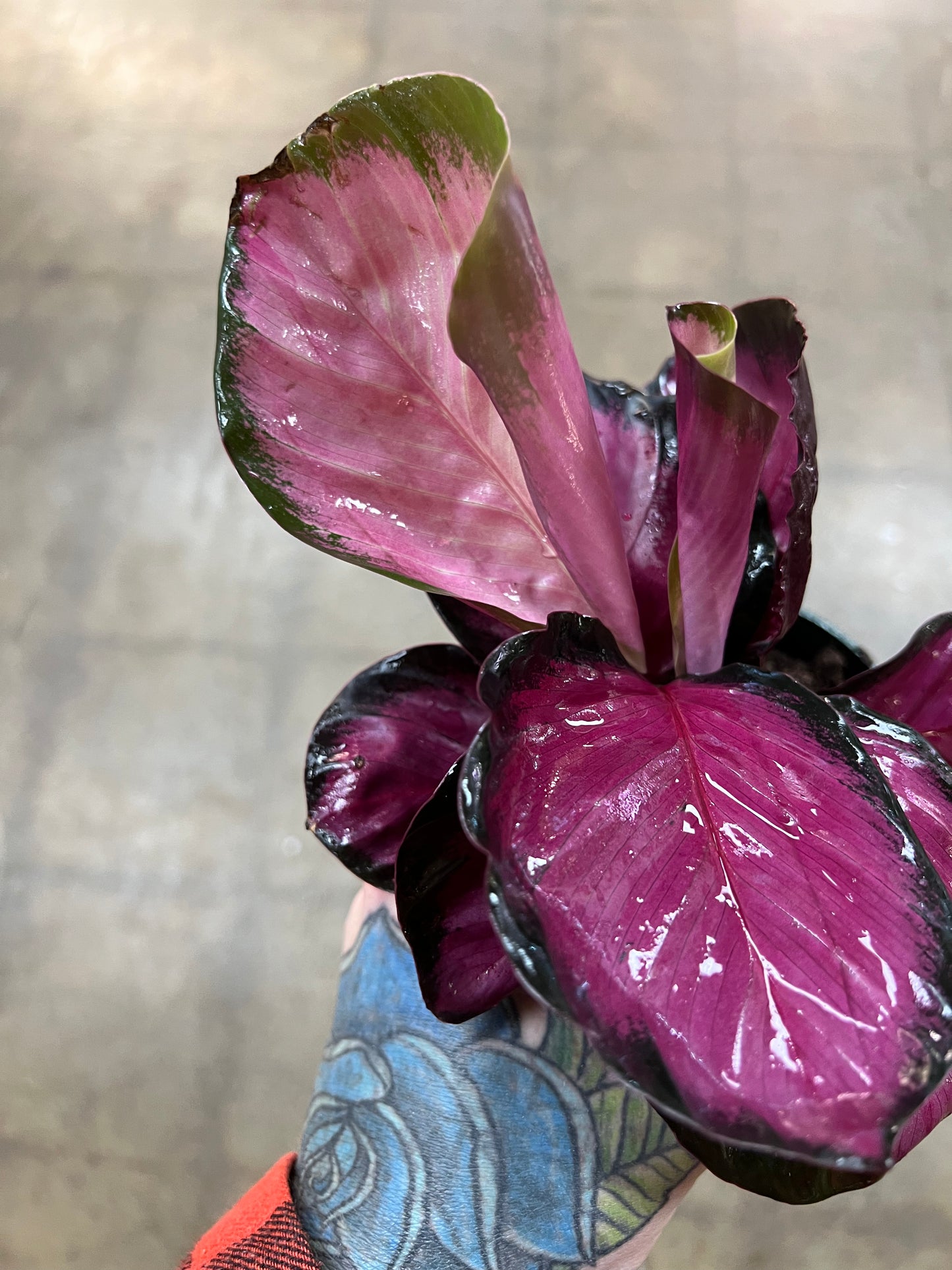 Calathea Pink Asst.