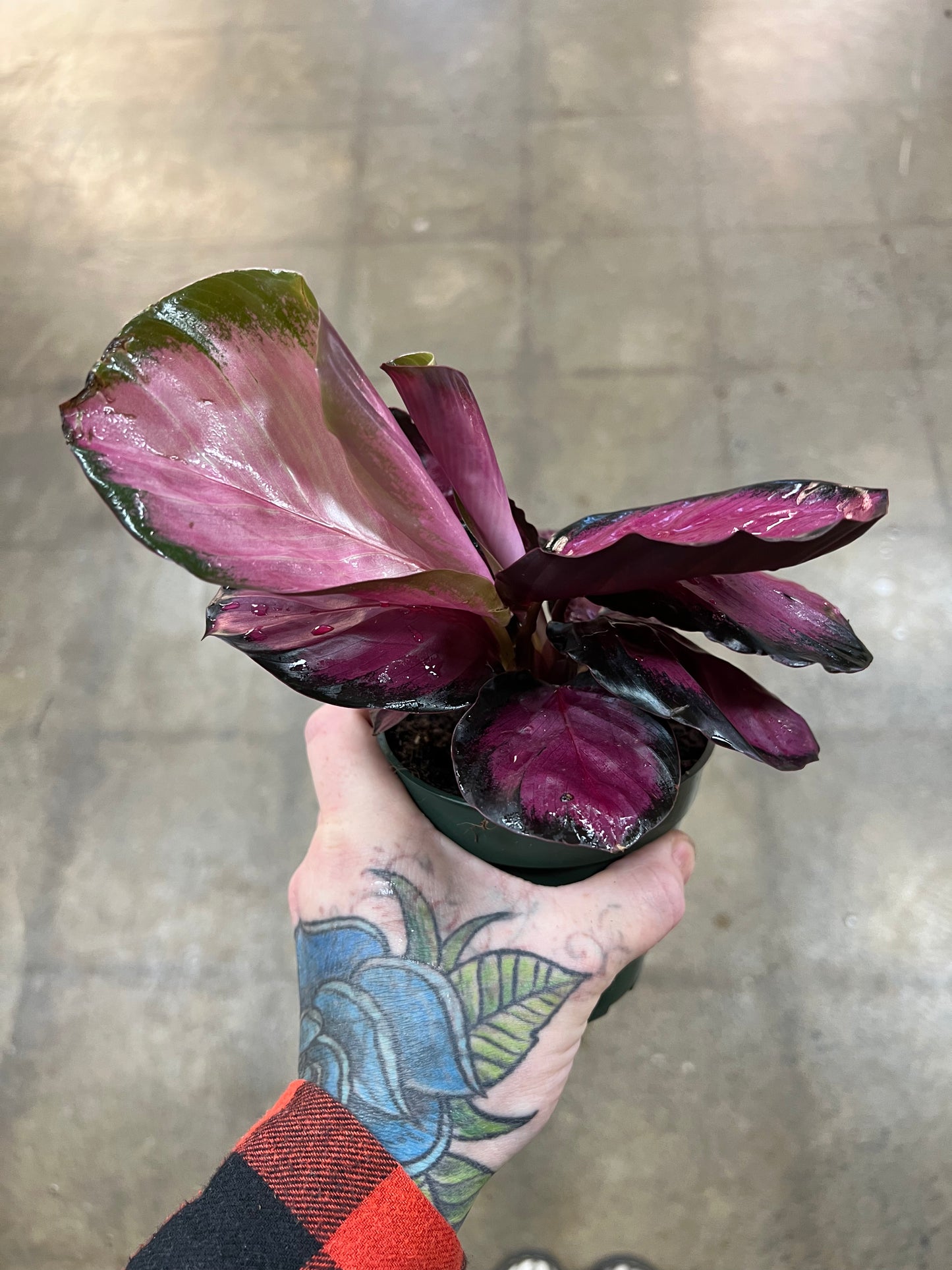Calathea Pink Asst.
