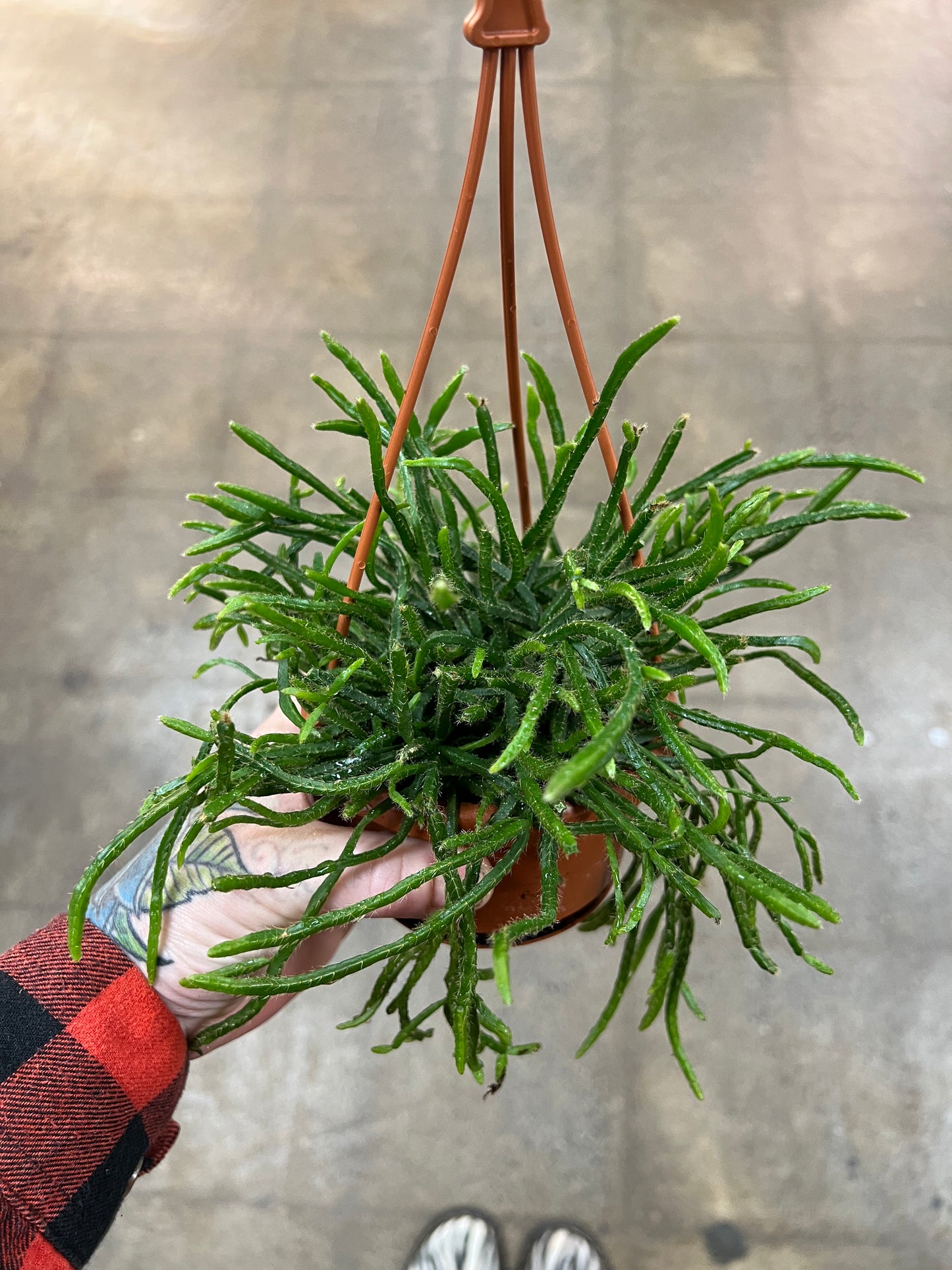 Rhipsalis